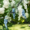 Clearance CHAKS Kunstig Blomst Blåregn Blå